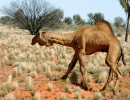 nt wild camel