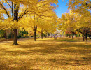 act university avenue anu autumn