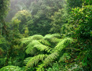 nsw border ranges national park