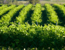 nsw hunter valley vines