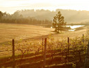 nsw vineyard at dawn hunter valley