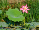 nt flowering water lily