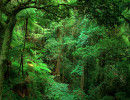 qld bunya mountains national park