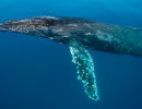 qld humpback whale
