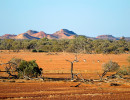 qld kangaroos diamantina national park