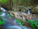 qld purling falls springbrook