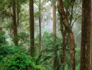 qld rainforest mt glorious