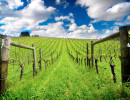 sa adelaide hills vineyard