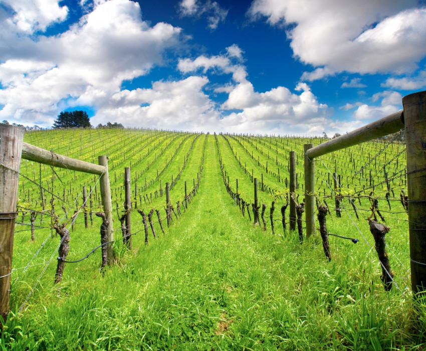 sa adelaide hills vineyard