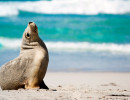 sa seal bay kangaroo is