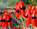 sa sturts desert pea