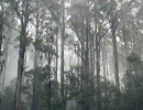 vic eucalypts in the mist dandenong ranges