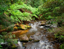 vic taggerty river near marysville