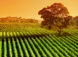 SA_Glowing-Vines-Adelaide-Hills